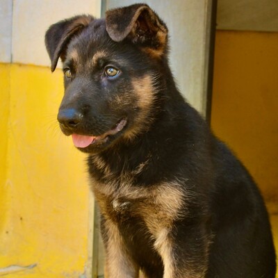 🆕Jano zauberhafter Schäfi-Mixwelpe möchte gerne raus aus dem Tierheim +rein in eine tolle Familie. Er ist noch so jung💥, Schäferhund-Mischling Welpen - Rüde
