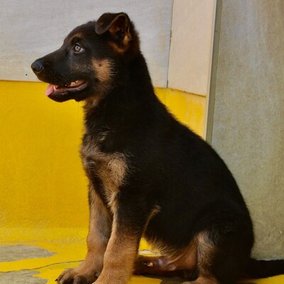🆕Jano zauberhafter Schäfi-Mixwelpe möchte gerne raus aus dem Tierheim +rein in eine tolle Familie. Er ist noch so jung💥, Schäferhund-Mischling Welpen - Rüde