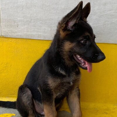 🆕Jano zauberhafter Schäfi-Mixwelpe möchte gerne raus aus dem Tierheim +rein in eine tolle Familie. Er ist noch so jung💥, Schäferhund-Mischling Welpen - Rüde
