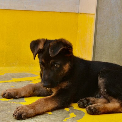 🆕Jano zauberhafter Schäfi-Mixwelpe möchte gerne raus aus dem Tierheim +rein in eine tolle Familie. Er ist noch so jung💥, Schäferhund-Mischling Welpen - Rüde