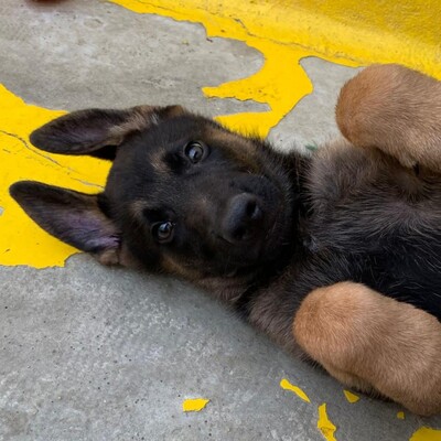 🆕Jano zauberhafter Schäfi-Mixwelpe möchte gerne raus aus dem Tierheim +rein in eine tolle Familie. Er ist noch so jung💥, Schäferhund-Mischling Welpen - Rüde