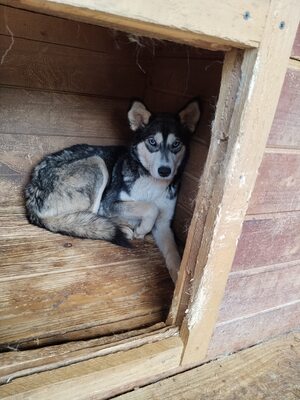 Jara schaut lieber mit sicherem Abstand, Husky - Mischling - Hündin