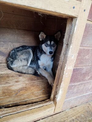 Jara schaut lieber mit sicherem Abstand, Husky - Mischling - Hündin