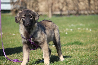Jarina, Mischling Welpen - Hündin