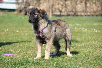 Jarina, Mischling Welpen - Hündin