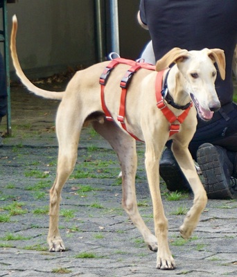 Jarle, Galgo Espanol - Rüde