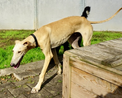 Jarle, Galgo Espanol - Rüde