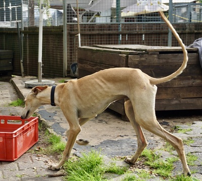 Jarle, Galgo Espanol - Rüde
