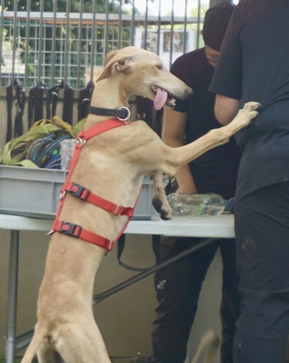 Jarle, Galgo Espanol - Rüde