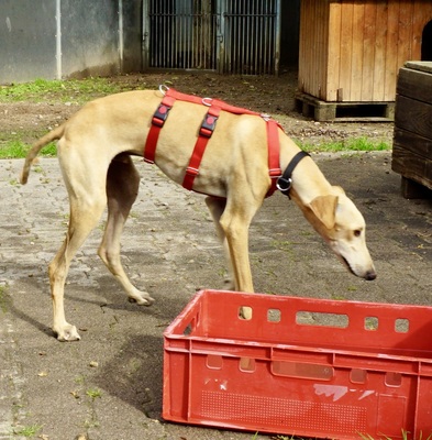 Jarle, Galgo Espanol - Rüde