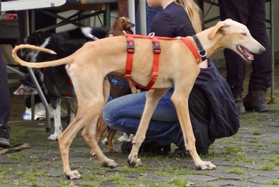 Jarle, Galgo Espanol - Rüde