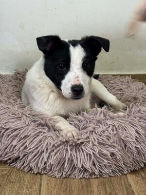 Jaro, Mischling Welpen - Rüde