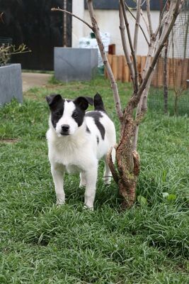 Jaro, Mischling Welpen - Rüde