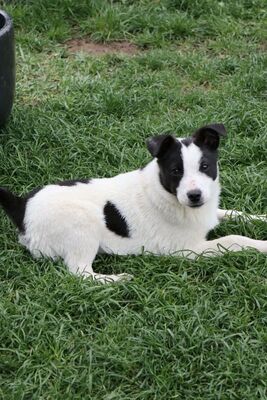 Jaro, Mischling Welpen - Rüde
