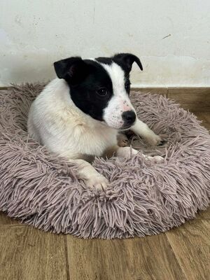 Jaro, Mischling Welpen - Rüde