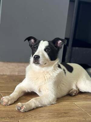 Jaro, Mischling Welpen - Rüde