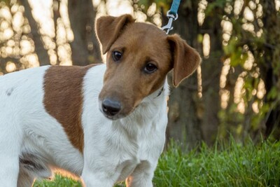 Jaro, Terrier_mix Welpen - Rüde