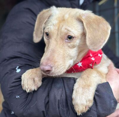 Jasmin, Mischling - Hündin