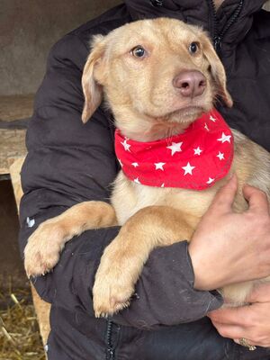 Jasmin, Mischling - Hündin