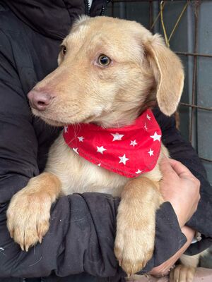 Jasmin, Mischling - Hündin