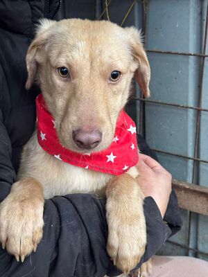 Jasmin, Mischling - Hündin