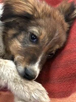 Jasper, Mischling - Rüde