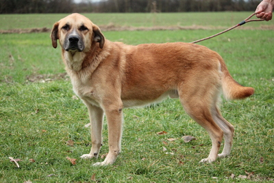 Jasper, Mischling - Rüde