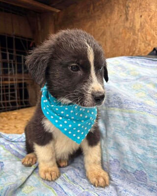 Jaspis, Mischling Welpen - Rüde