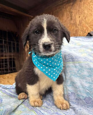 Jaspis, Mischling Welpen - Rüde