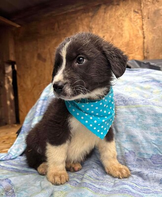 Jaspis, Mischling Welpen - Rüde