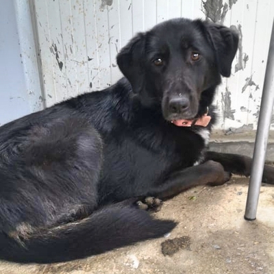 Java, Mischling - Hündin