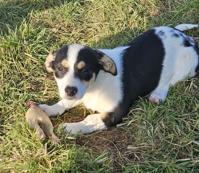 Java, Mischlinge Welpen - Hündin