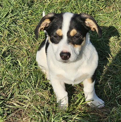 Java, Mischlinge Welpen - Hündin