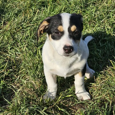 Java, Mischlinge Welpen - Hündin