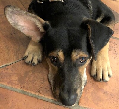 Jax, Mischling Welpen - Rüde