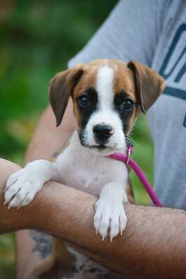 Jax super schöner Boxer-Mix-Rüde sucht..., Boxer-Mischling Welpen - Rüde
