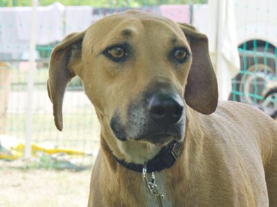 Jazmine, Labrador - Mix - Hündin