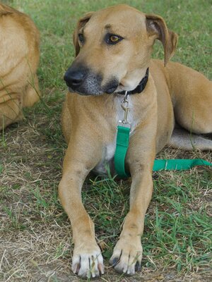 Jazmine, Labrador - Mix - Hündin