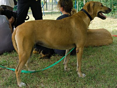Jazmine, Labrador - Mix - Hündin