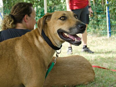 Jazmine, Labrador - Mix - Hündin