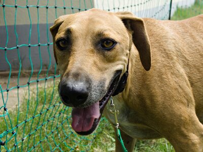 Jazmine, Labrador - Mix - Hündin