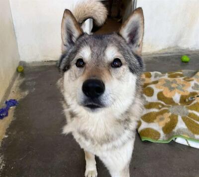 Jeet und Tiguane junge Tsch. Wolfshunde suchen ein Zuhause, Tschechoslow. Wolfshund - Rüde