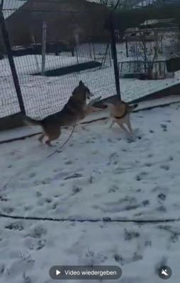 Jeet und Tiguane junge Tsche. Wolfshunde suchen ein Zuhause, Tschechoslow. Wolfshund - Rüde