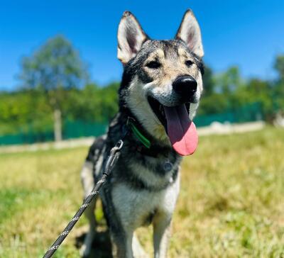 Jeet und Tiguane junge Tsche. Wolfshunde suchen ein Zuhause, Tschechoslowakischer Wolfhund - Rüde