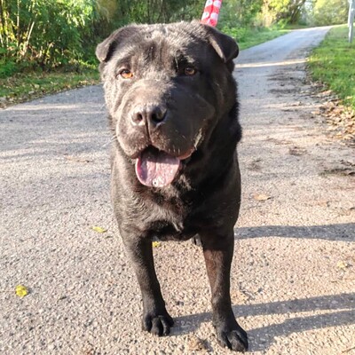 🐶Jeffy hat eine äußerst freundliche, liebevolle Persönlichkeit und er ist ein riesengroßer Schatz im Umgang mit Menschen 💥, Shar - Pei Mischling - Rüde