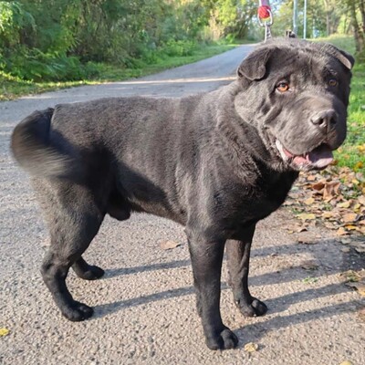 🐶Jeffy hat eine äußerst freundliche, liebevolle Persönlichkeit und er ist ein riesengroßer Schatz im Umgang mit Menschen 💥, Shar - Pei Mischling - Rüde