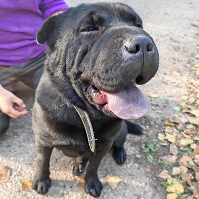 🐶Jeffy hat eine äußerst freundliche, liebevolle Persönlichkeit und er ist ein riesengroßer Schatz im Umgang mit Menschen 💥, Shar - Pei Mischling - Rüde