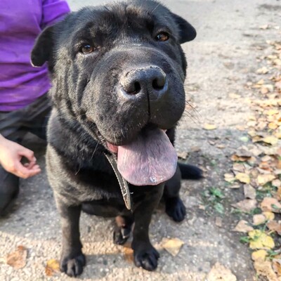 🐶Jeffy hat eine äußerst freundliche, liebevolle Persönlichkeit und er ist ein riesengroßer Schatz im Umgang mit Menschen 💥, Shar - Pei Mischling - Rüde