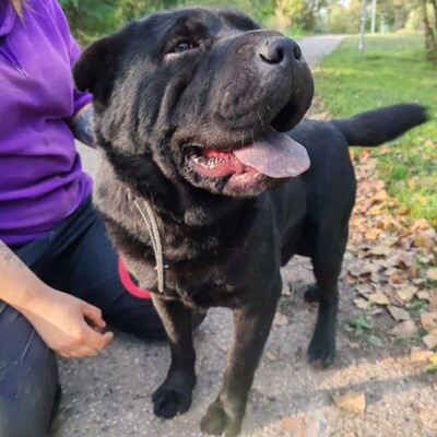 🐶Jeffy hat eine äußerst freundliche, liebevolle Persönlichkeit und er ist ein riesengroßer Schatz im Umgang mit Menschen 💥, Shar - Pei Mischling - Rüde