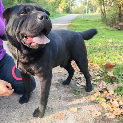 🐶Jeffy hat eine äußerst freundliche, liebevolle Persönlichkeit und er ist ein riesengroßer Schatz im Umgang mit Menschen 💥, Shar - Pei Mischling - Rüde